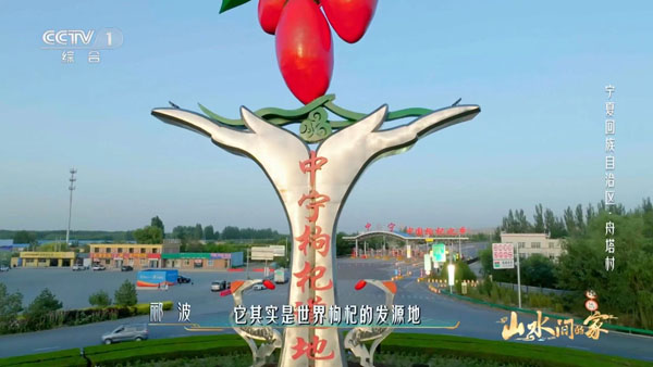 07中宁枸杞道地.jpeg